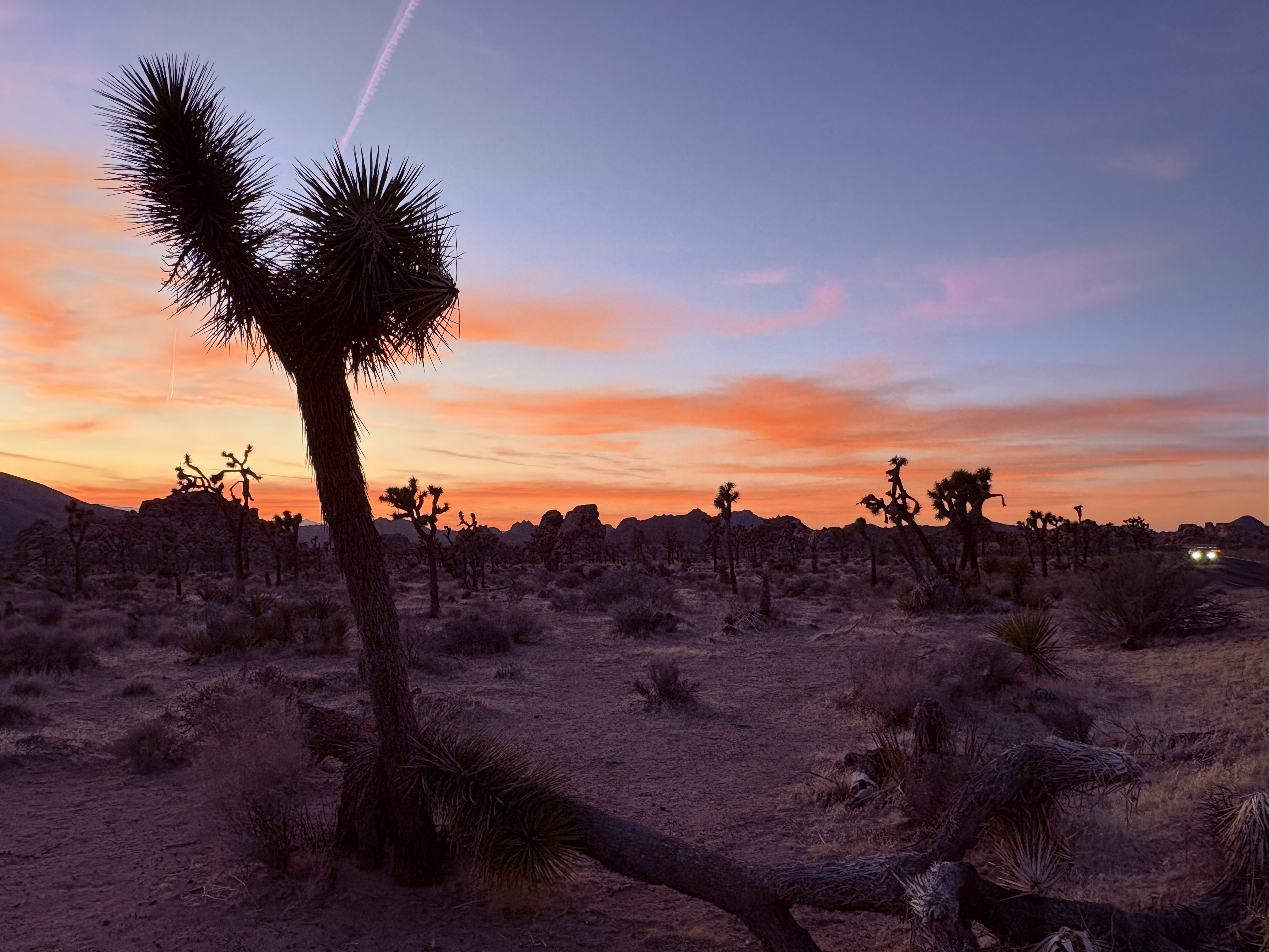 joshuatree